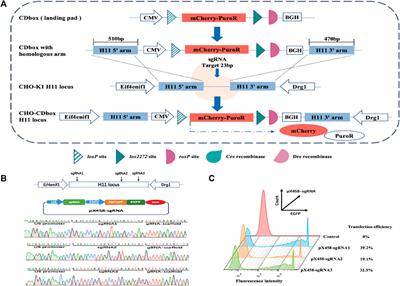 Construction and application of a multifunctional CHO cell platform utilizing Cre/lox and Dre/rox site-specific recombination systems